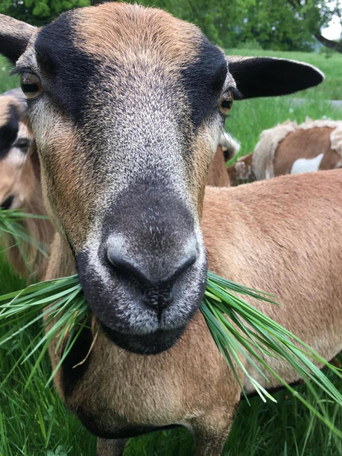 Kellerstoeckl Am Veganen Bio-Lebenshof "Varm - Die Vegane Farm" Διαμέρισμα Sulb Εξωτερικό φωτογραφία