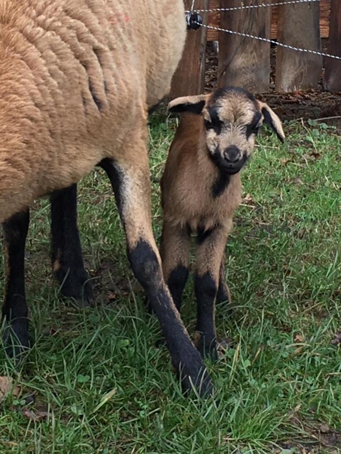 Kellerstoeckl Am Veganen Bio-Lebenshof "Varm - Die Vegane Farm" Διαμέρισμα Sulb Εξωτερικό φωτογραφία